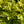 Load image into Gallery viewer, Variegated Gold Dust Aucuba