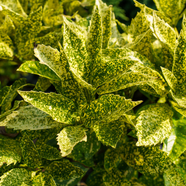 Variegated Gold Dust Aucuba