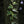 Load image into Gallery viewer, Variegated English Ivy