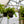 Load image into Gallery viewer, Variegated Ivy - Ivy - Houseplants