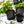 Load image into Gallery viewer, Variegated Ivy - Ivy - Houseplants