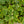 Load image into Gallery viewer, Variegated English Ivy