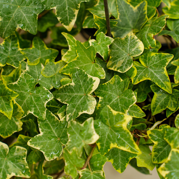 Variegated English Ivy