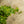 Load image into Gallery viewer, Variegated English Ivy