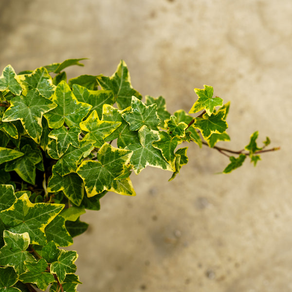 Variegated English Ivy