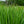 Load image into Gallery viewer, Variegata Japanese Iris