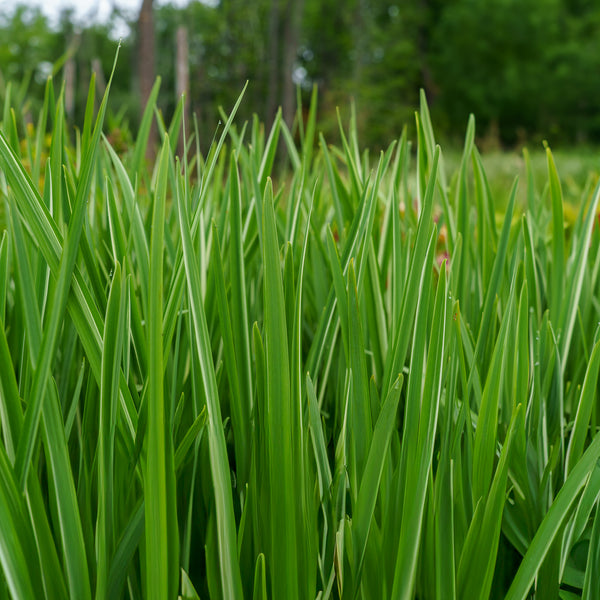 Variegata Japanese Iris