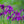 Load image into Gallery viewer, Variegata Japanese Iris