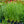 Load image into Gallery viewer, Variegata Japanese Iris