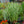Load image into Gallery viewer, Variegata Japanese Iris