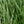 Load image into Gallery viewer, Variegata Japanese Iris
