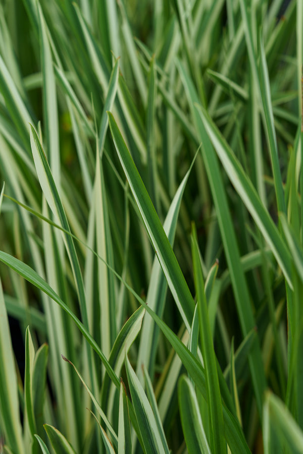 Variegata Japanese Iris