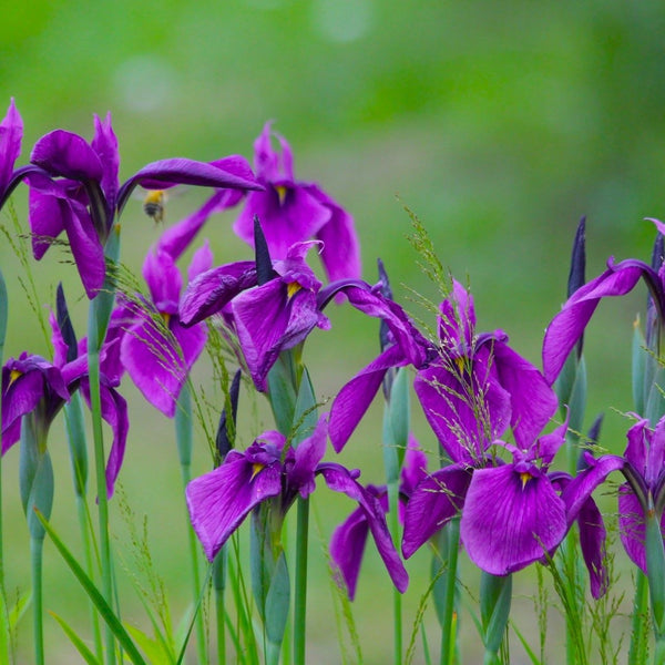 Variegata Japanese Iris
