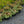 Load image into Gallery viewer, Variegated Russian Stonecrop