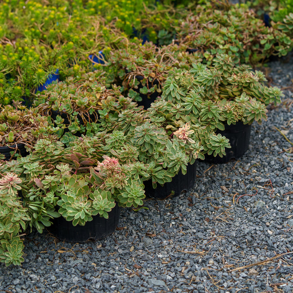 Variegated Russian Stonecrop