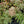 Load image into Gallery viewer, Variegated Russian Stonecrop