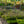 Load image into Gallery viewer, Variegated Lilyturf