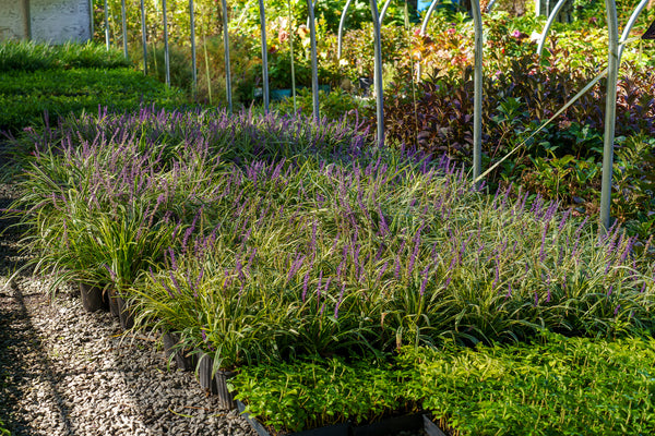Variegated Lilyturf