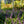 Load image into Gallery viewer, Variegated Lilyturf
