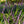 Load image into Gallery viewer, Variegated Lilyturf