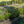 Load image into Gallery viewer, Variegated Lilyturf