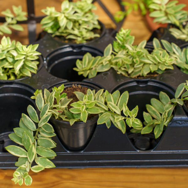 Bolero Bicolor Lipstick Plant