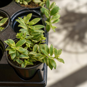Bolero Bicolor Lipstick Plant