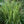 Load image into Gallery viewer, Variegatus Maiden Grass