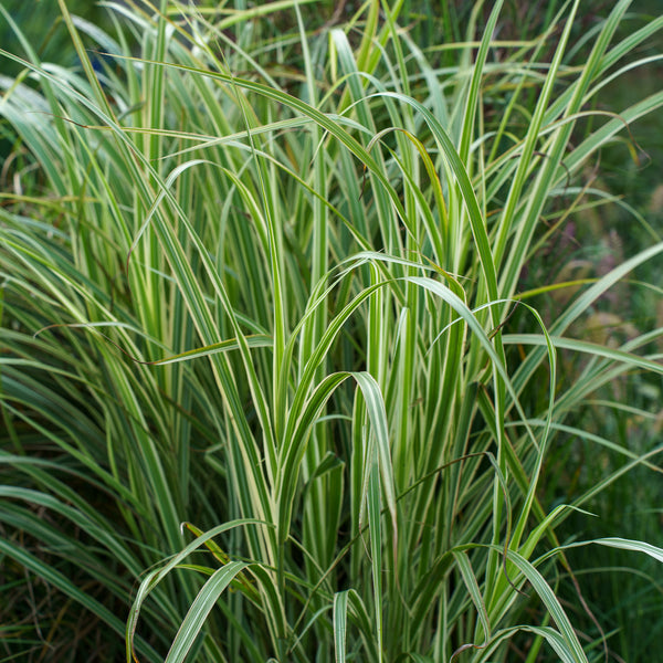 Variegatus Maiden Grass