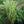 Load image into Gallery viewer, Variegatus Maiden Grass