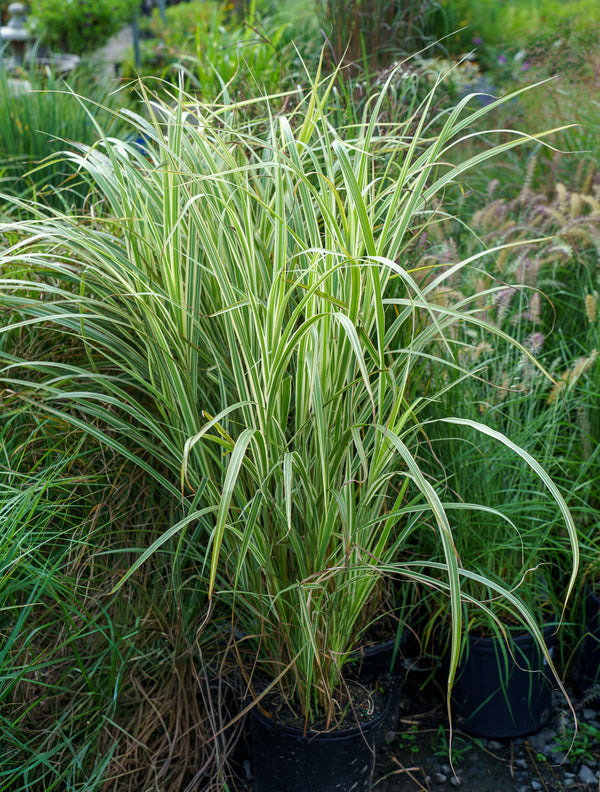 Variegatus Maiden Grass