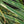 Load image into Gallery viewer, Variegatus Maiden Grass