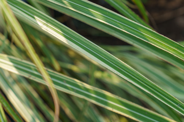 Variegatus Maiden Grass