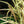Load image into Gallery viewer, Variegatus Maiden Grass