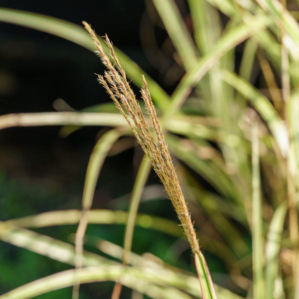 Variegatus Maiden Grass