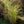 Load image into Gallery viewer, Variegatus Maiden Grass