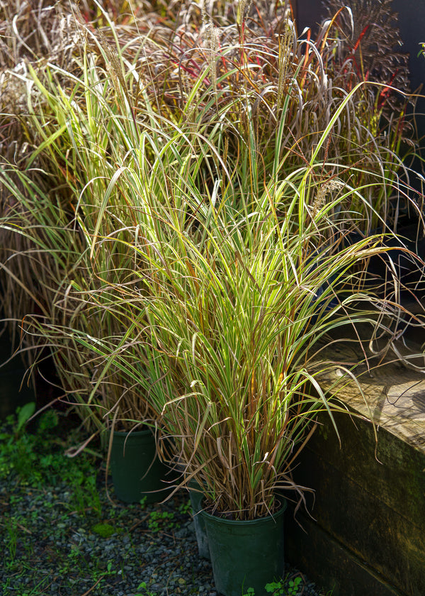 Variegatus Maiden Grass
