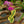 Load image into Gallery viewer, Variegated Moth Orchid