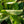 Load image into Gallery viewer, Variegated Pink Lemon