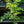 Load image into Gallery viewer, Variegated Pink Lemon