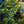 Load image into Gallery viewer, Variegated Pink Lemon