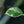 Load image into Gallery viewer, Variegated Pink Lemon