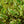 Load image into Gallery viewer, Silver Variegated Dogwood