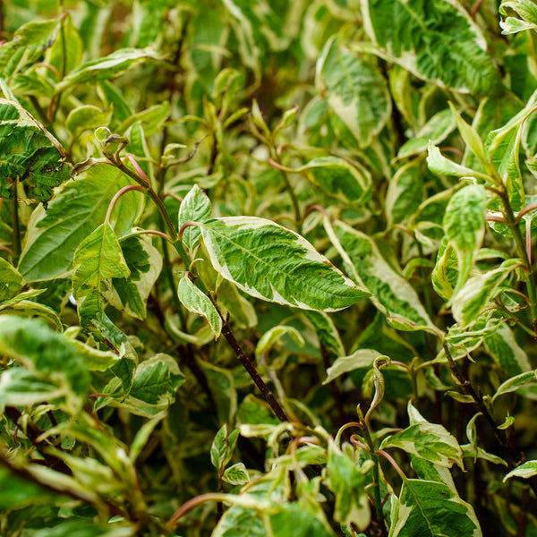 Silver Variegated Dogwood