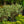 Load image into Gallery viewer, Silver Variegated Dogwood