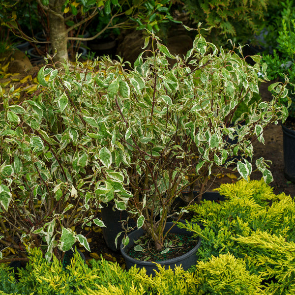 Silver Variegated Dogwood