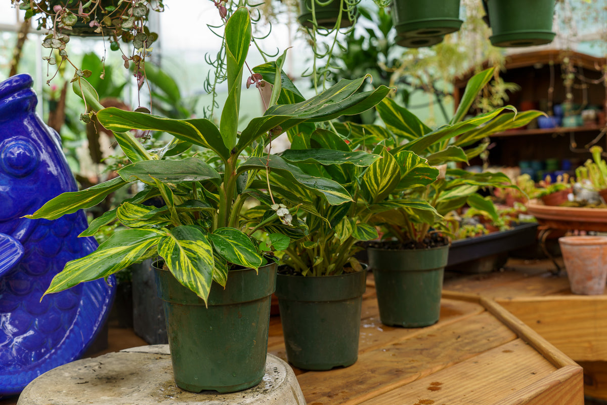 shell ginger plant indoor Variegated Shell Ginger – Plant Detectives
