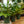 Load image into Gallery viewer, Variegated Shell Ginger