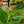 Load image into Gallery viewer, Variegated Shell Ginger