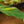 Load image into Gallery viewer, Variegated Shell Ginger